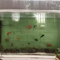 مبل وقلیون ومیزنهارخوری|ماهی|قائن, |دیوار