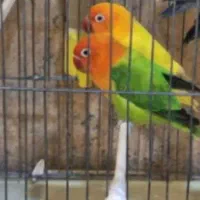 خریدار طوطی برزیلی دستی