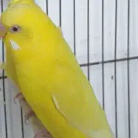 مولد|پرنده|مهاباد (آذربایجان غربی), |دیوار