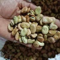 باقلا|عمده‌فروشی|نوکنده, |دیوار