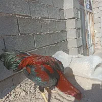 خروس لاری|حیوانات مزرعه|امیدیه, |دیوار