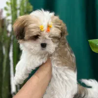 شیتزو سوپر فلت