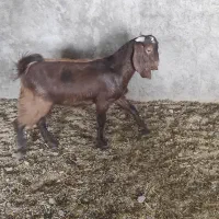 کره کهره گوسفند بز