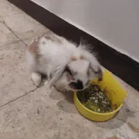 خرگوس نژاد لوپ|موش و خرگوش|تهران, قصر فیروزه ۱|دیوار