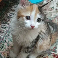 واگذاری بچه گربه ماده|گربه|تهران, والفجر (افسریه)|دیوار