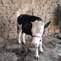 گوساله ماده