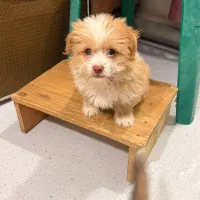 فروشی|سگ|چالوس, |دیوار