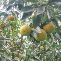 نارنج محلی آبدار