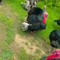 بوقلمون سبلان