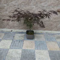 بونسای خاص|گل و گیاه طبیعی|تهران, مرزداران|دیوار
