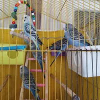 پرنده. مرغ عشق