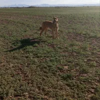 سگ سرابی|سگ|کبودرآهنگ, |دیوار