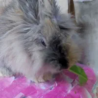 خرگوش
