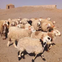بره نر
