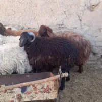 اگهی سرقت وکلاه برداری ۹راس بره