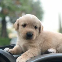 فراغت و حیوانت