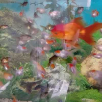 گلدفیش رد کپ و بوفالو|ماهی|مشهد, کوثر|دیوار