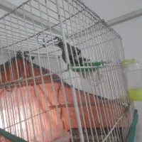 سهره کرمانی