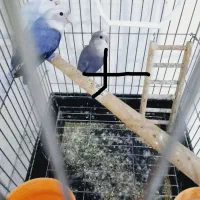 یک جفت برزیلی مولد خوشرنگ زیبا بشرط جوجه