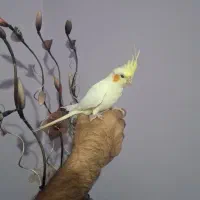 عروس هلندی دستی