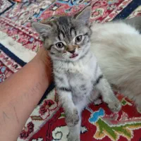 گربه بریتیش هیمالین اصیل