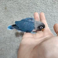 طوطی برزیلی  و  ملنگو   (سرلاکی)