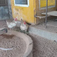 تخم مرغ نطفه دارونژاددار