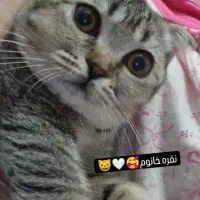 گربه نژاد دارماده