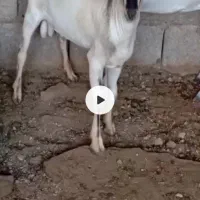 فروش کهره نر صومال وگیسه آبستن صومال