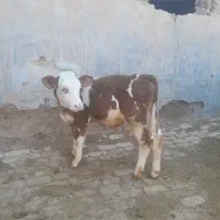 گوساله نر سمنتال میانداب