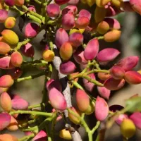 خرید مستقیم نـهـال با تضمیــن|خدمات باغبانی و درختکاری|میانه, |دیوار