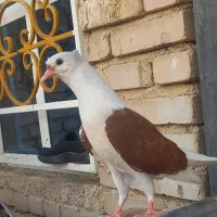 یک جفت کبوتر جوجه