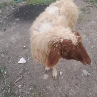 یک عدد بره وبز