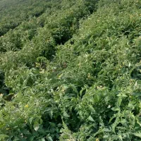 آب وزمین اجاره ای