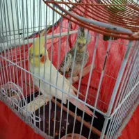 طوطی|پرنده|رشت, شهرک احمد خمینی|دیوار