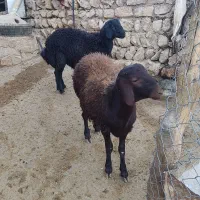 بره قوچ قره قزل درجه یک|حیوانات مزرعه|کوهدشت, |دیوار