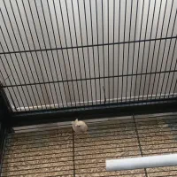 فنچ گلدین ماده