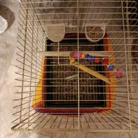 قفس|لوازم جانبی حیوانات|قم, نیروگاه|دیوار