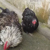 مرغ خروس معاوضه با کبوتر|حیوانات مزرعه|رشت, تازه آباد|دیوار