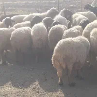 گله میش و بره ..گوسفند ابستن
