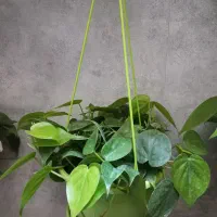 گلدان گیاه اسکاندیس سبز پتوس|گل و گیاه طبیعی|تهران, مجیدیه|دیوار