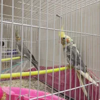 5 عدد عروس هلندی|پرنده|تربت‌حیدریه, قائم|دیوار