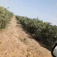 5حبه-اب-زمین