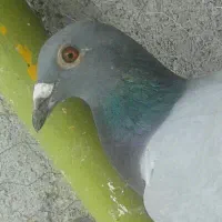 کفترهای پرشی قلدر