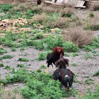 خروس لاری سیاه نسل قصاب