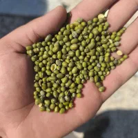 کنجد ماش و لوبیا نقد