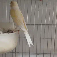 قناری رنگ روشن نو جفت جوان|پرنده|شاهینشهر, کوی مهدیه|دیوار