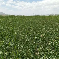 شبدر|خدمات باغبانی و درختکاری|قروه, |دیوار