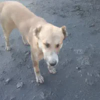 فروش سگ سرابی مخصوص گله داری و نگهبانی|سگ|زرند, |دیوار