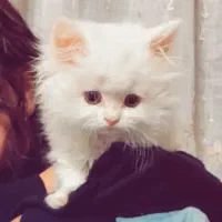 توله گربه پرشین اصیل